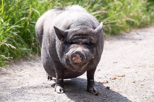 Hängebauchschwein Rudi in seiner natürlichen Umgebung